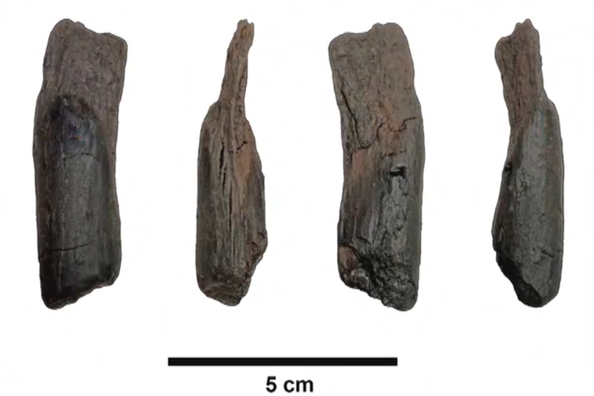 Σπουδαία ανακάλυψη στη Μεγαλόπολη - Εντοπίστηκαν τα αρχαιότερα ξύλινα εργαλεία του κόσμου