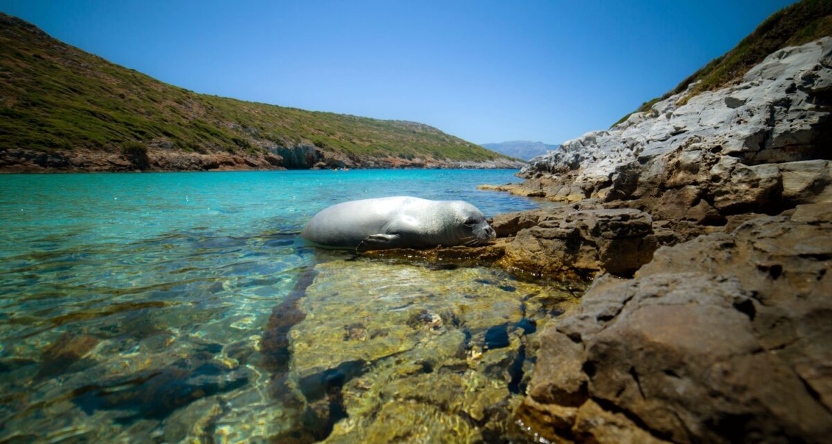 Φώκια σε παραλία