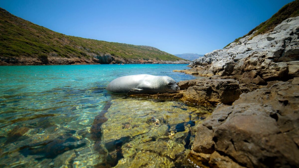 Φώκια σε παραλία