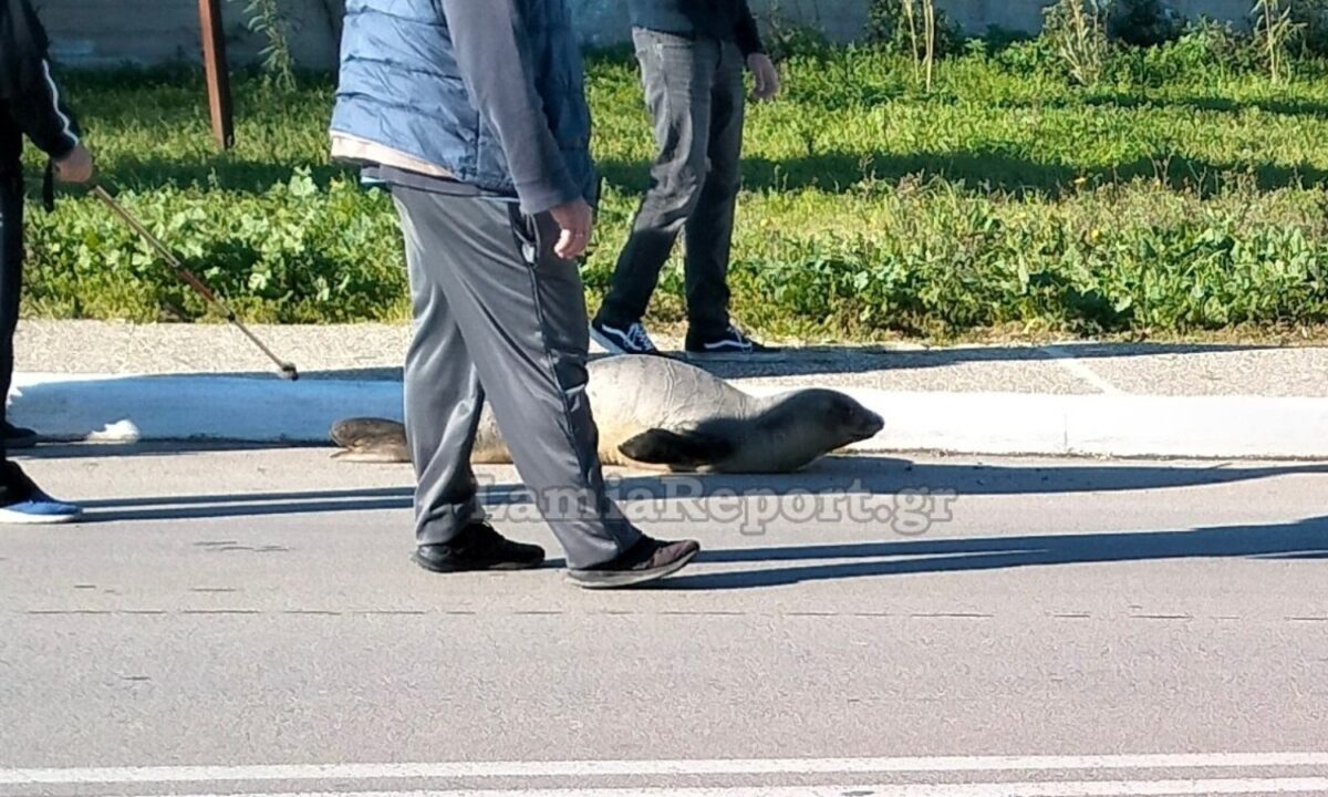 Φθιώτιδα: Βρήκαν φώκια να κάνει «βόλτες» στη μέση του δρόμου – Δείτε φωτογραφίες
