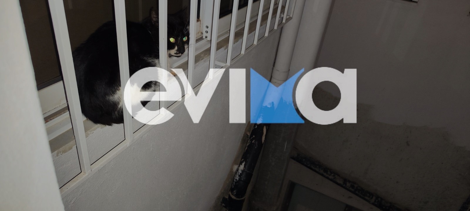 Διάσωση γάτας στην Κάρυστο