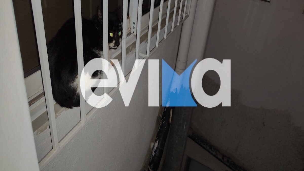 Διάσωση γάτας στην Κάρυστο