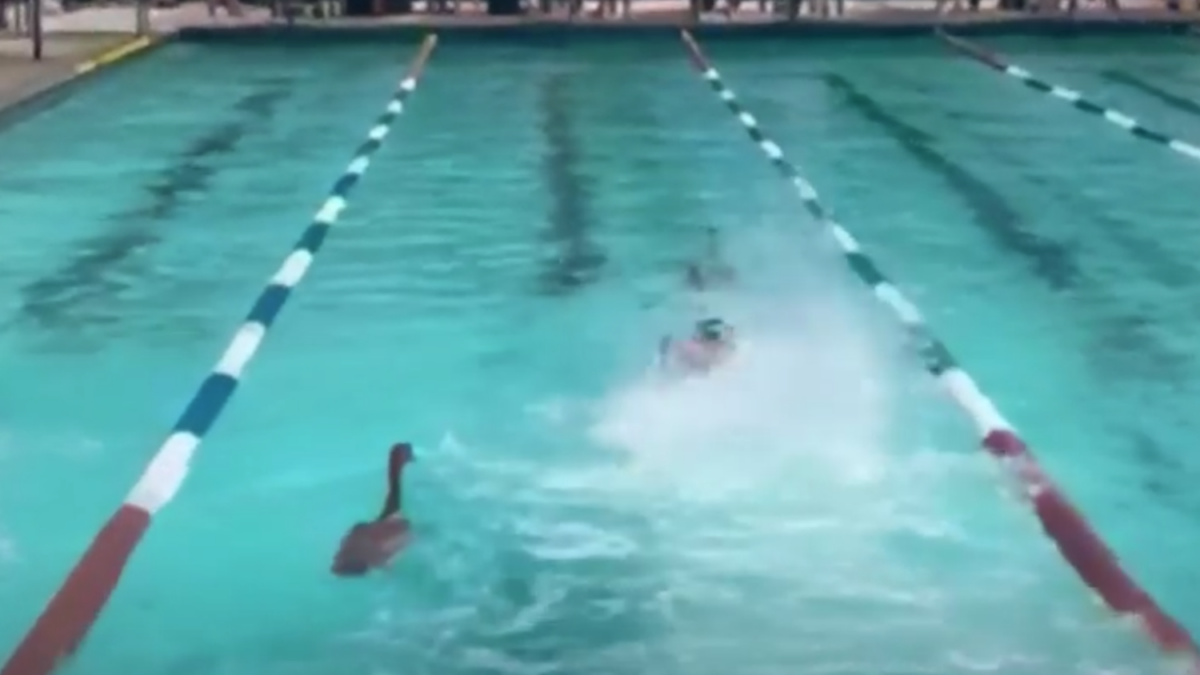 Χήνες - Κολυμβητικοί αγώνες