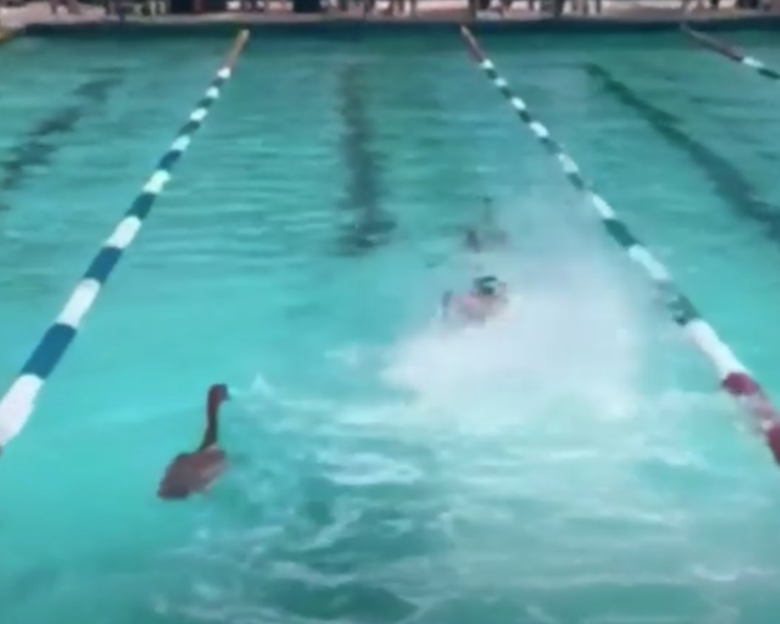 Χήνες - Κολυμβητικοί αγώνες