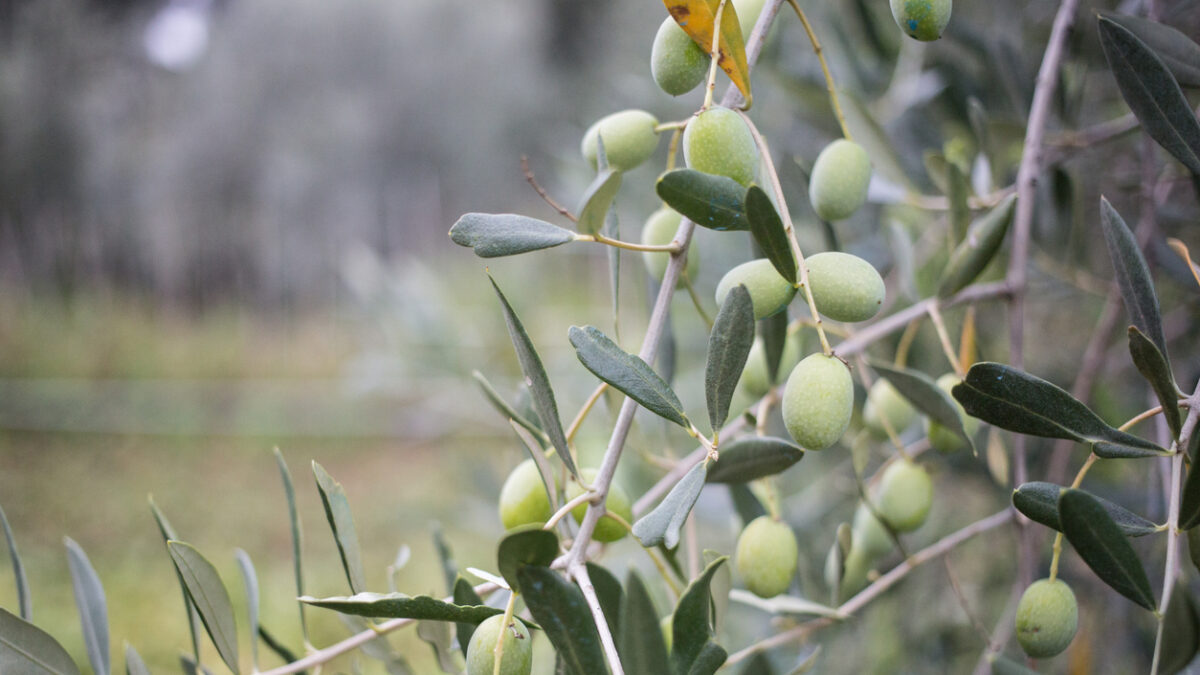 olive and olive tree