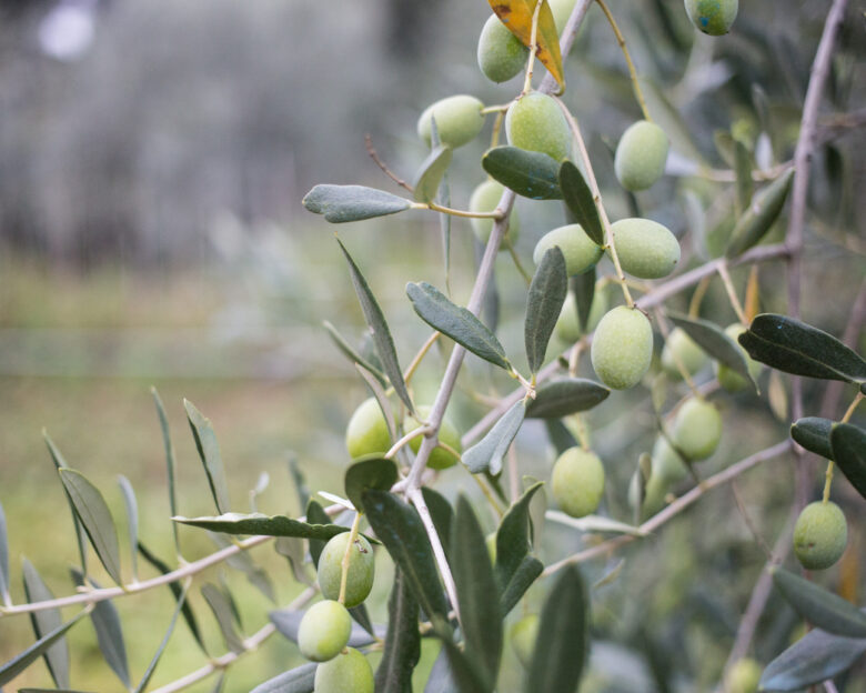 olive and olive tree