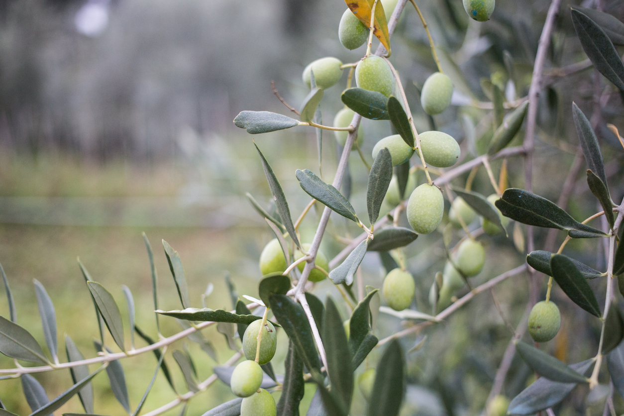 olive and olive tree
