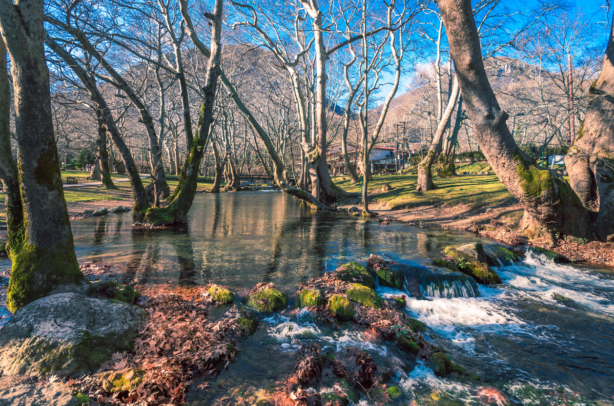 Thicket of Agios Nikolaos in Naoussa