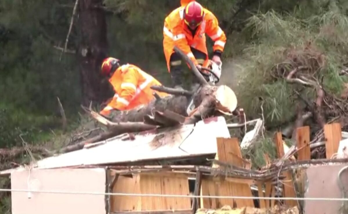 Δέντρο σε σπίτι