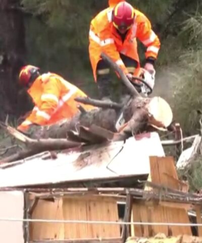 Δέντρο σε σπίτι