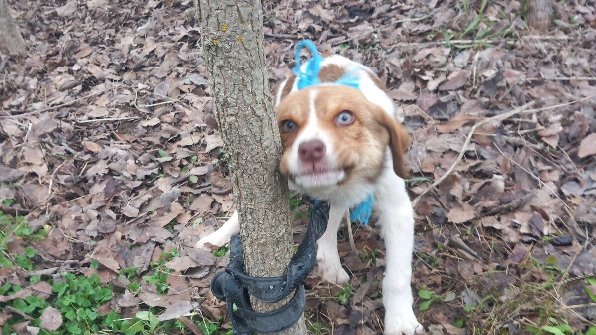 Δεμένο κουτάβι