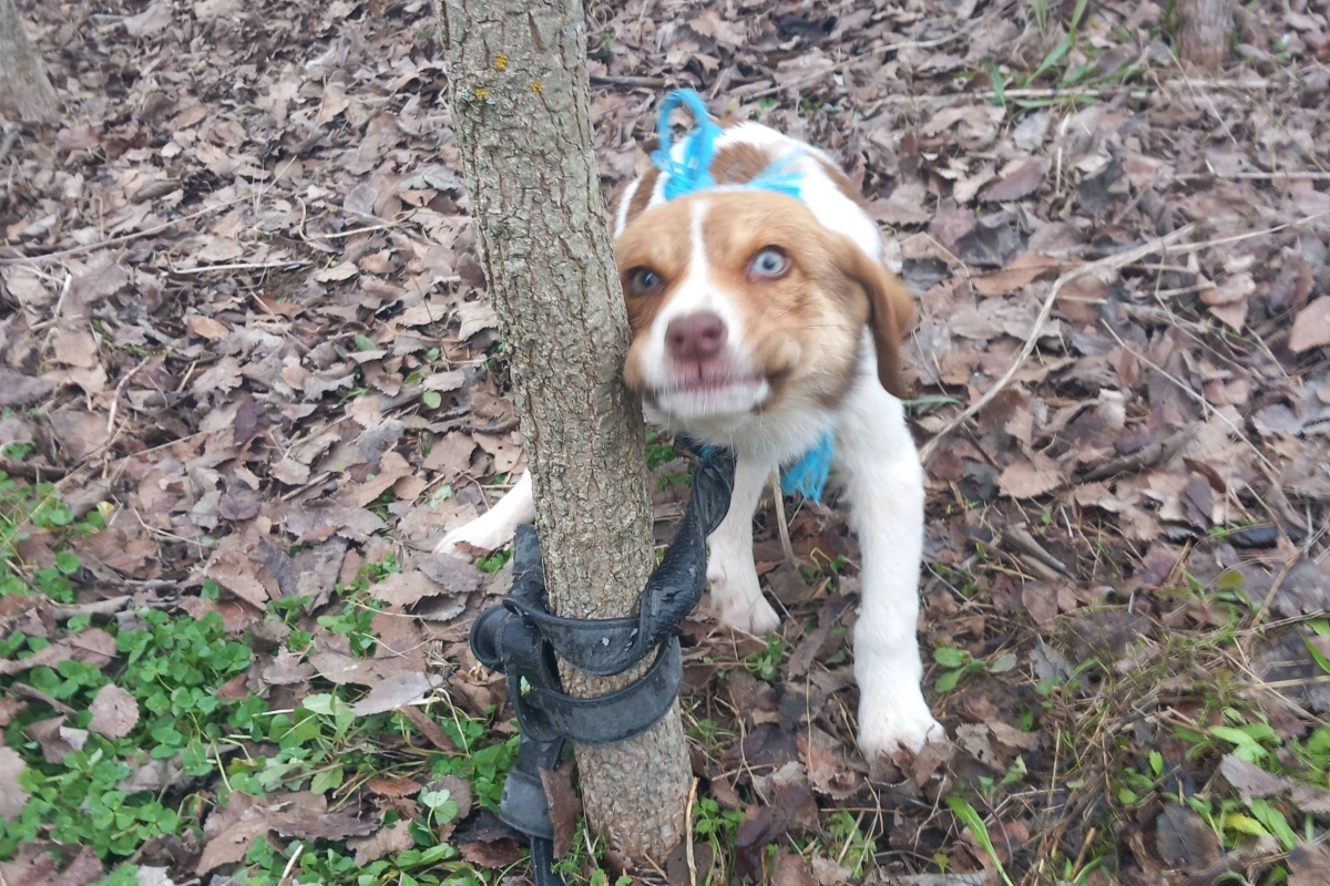 Δεμένο κουτάβι