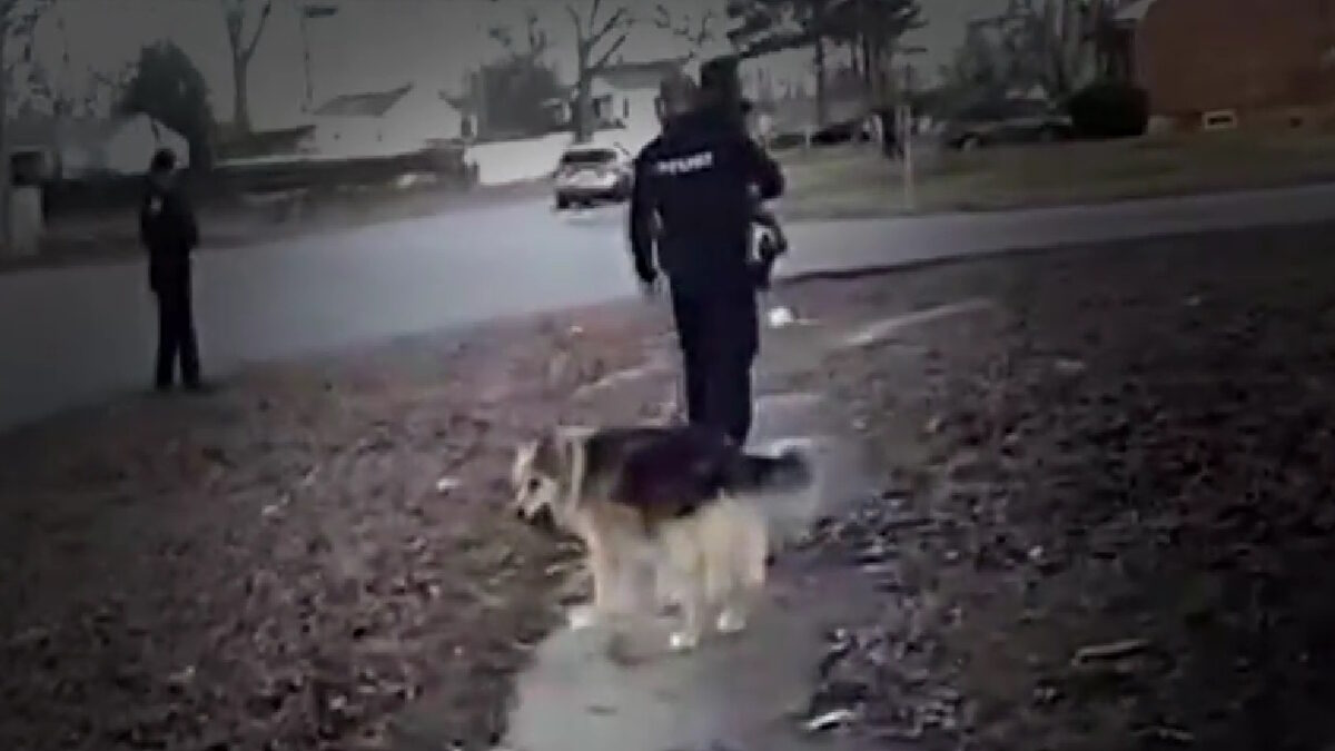 Σκύλος ήρωας στις ΗΠΑ οδήγησε τους αστυνομικούς στα ίχνη τρίχρονου αγοριού που αγνοείτο