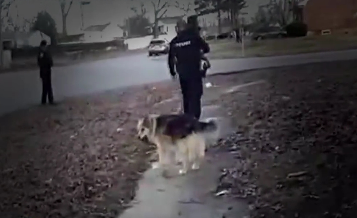 Σκύλος ήρωας στις ΗΠΑ οδήγησε τους αστυνομικούς στα ίχνη τρίχρονου αγοριού που αγνοείτο