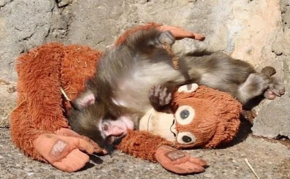 Αγκαλιά με το λούτρινο παιχνίδι του το μαϊμουδάκι