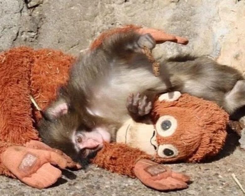 Αγκαλιά με το λούτρινο παιχνίδι του το μαϊμουδάκι