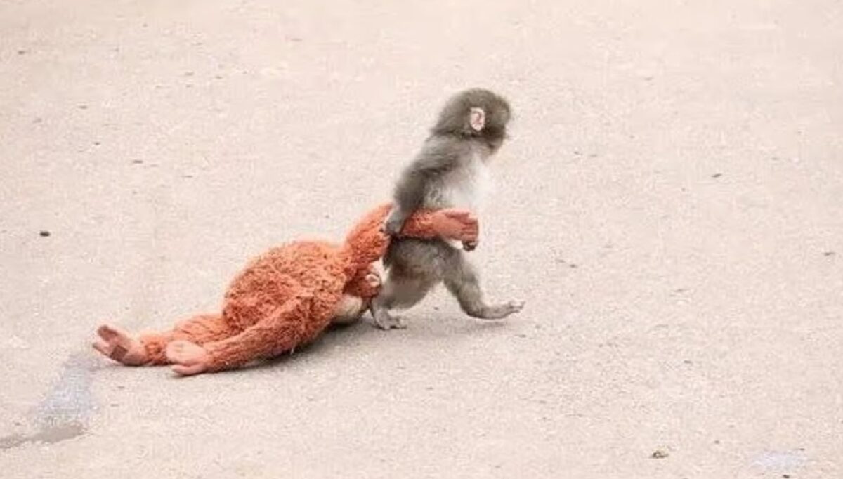 Το μαϊμουδάκι με το λούτρινο παιχνίδι του