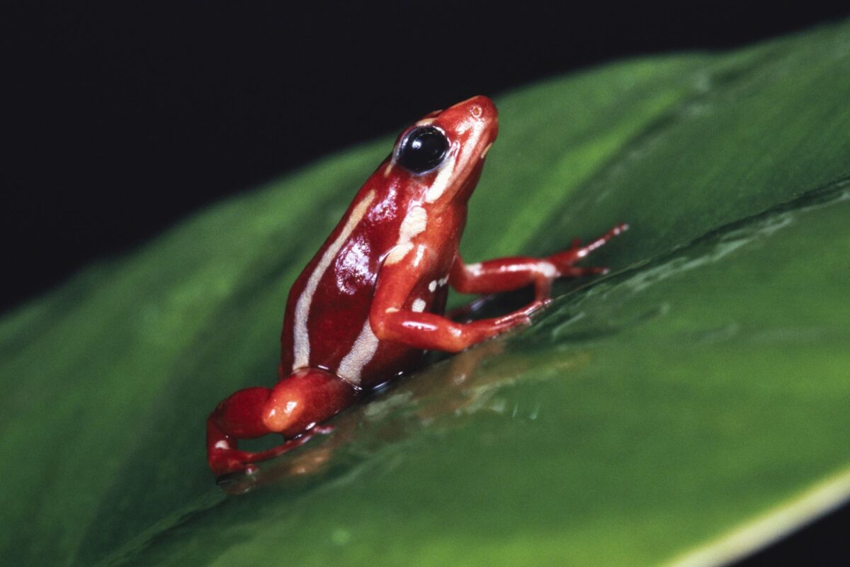 Δηλητηριώδης βάτραχος