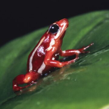 Δηλητηριώδης βάτραχος