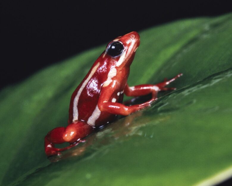 Δηλητηριώδης βάτραχος