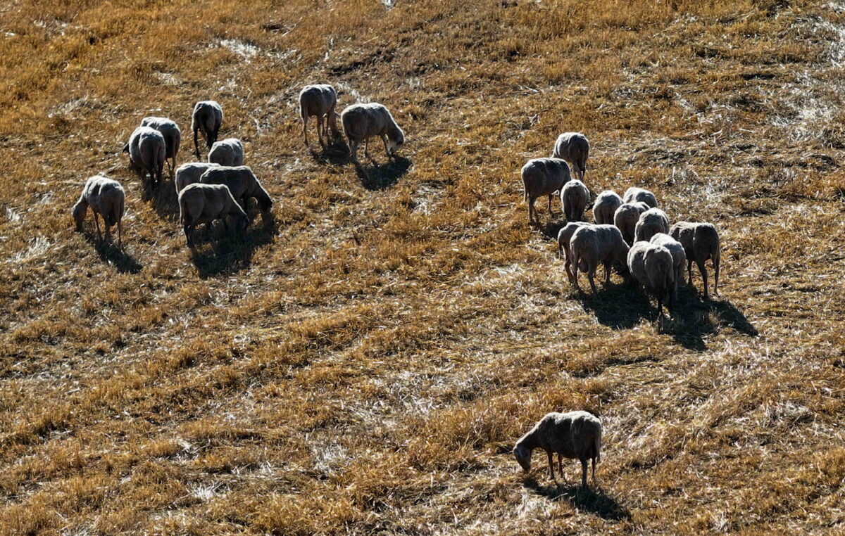 Ευλογιά των προβάτων: «Δεν υπάρχουν εγκεκριμένα εμβόλια στην ΕΕ» λέει η Ευρωπαϊκή Αρχή