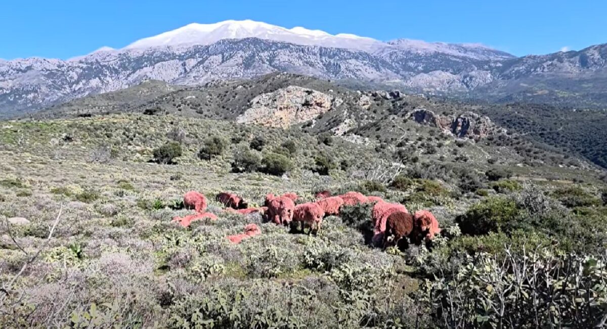Κόκκινα πρόβατα