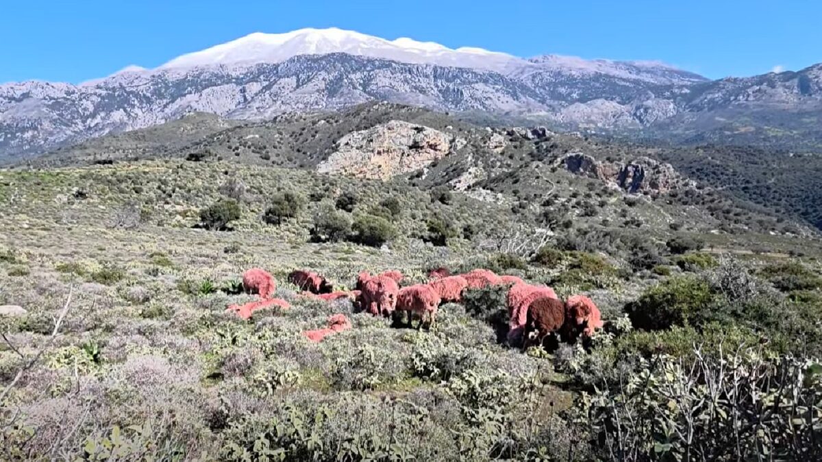 Κόκκινα πρόβατα
