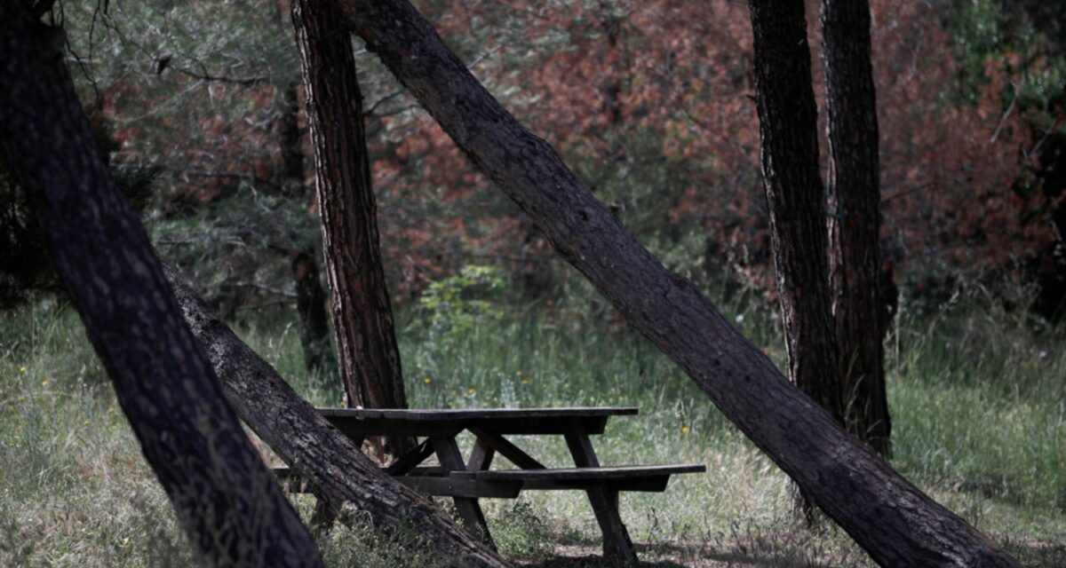 Το δάσος του Σέιχ Σου