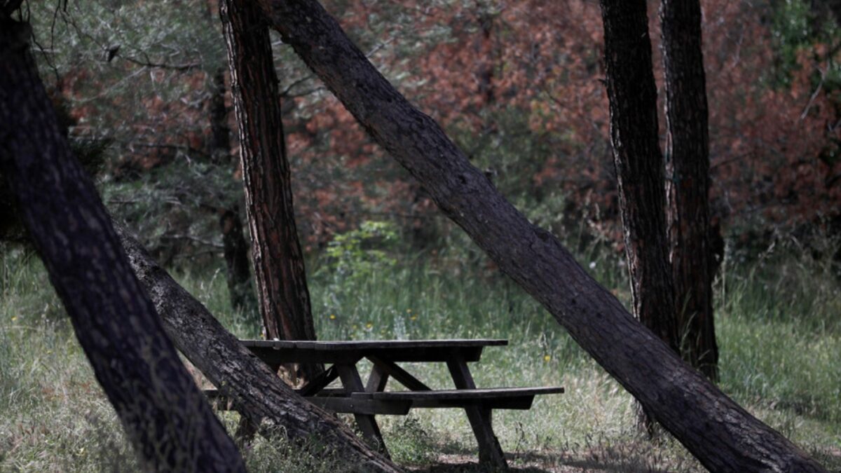 Το δάσος του Σέιχ Σου