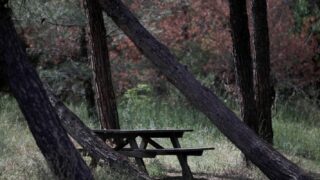 Το δάσος του Σέιχ Σου