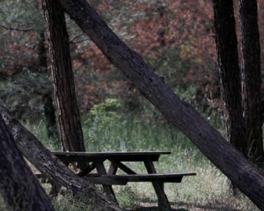 Το δάσος του Σέιχ Σου