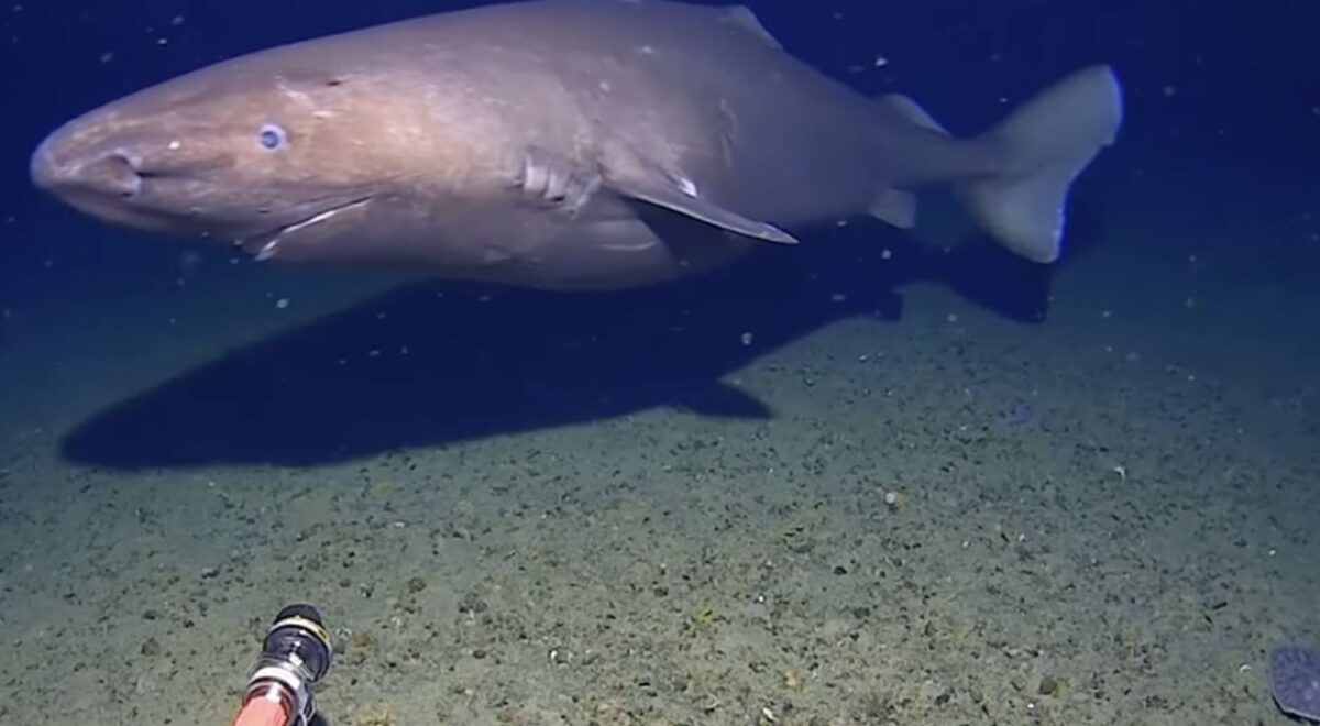 Καρχαρίας στα παγωμένα νερά της Ανταρκτικής