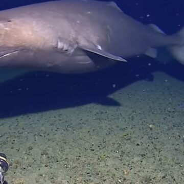 Καρχαρίας στα παγωμένα νερά της Ανταρκτικής
