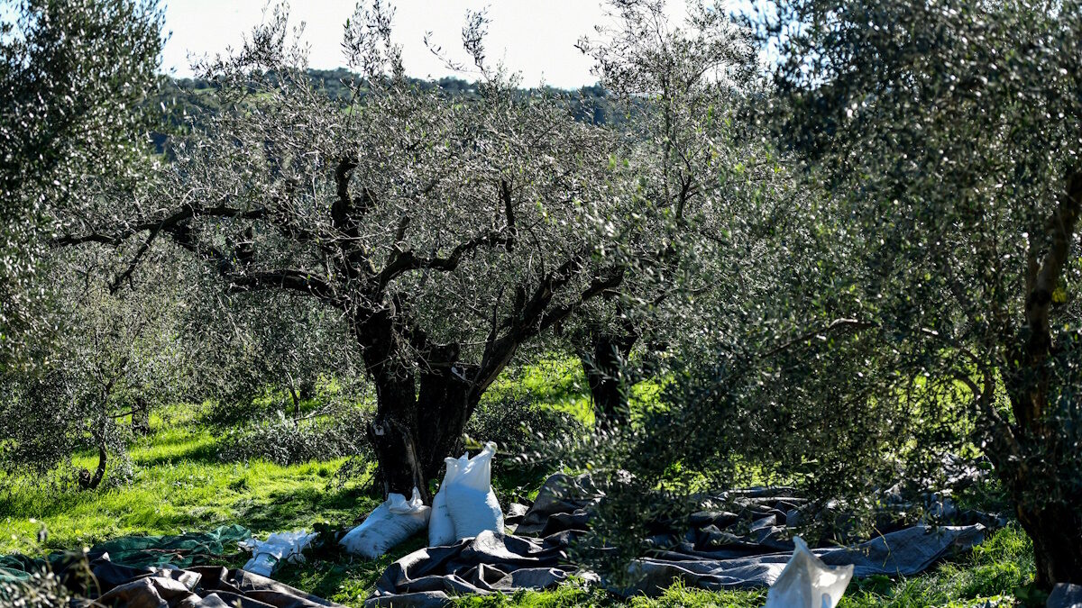 ΓΙΩΡΓΟΣ ΕΥΣΤΑΘΙΟΥ