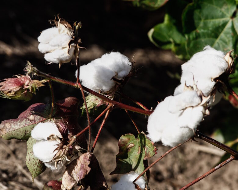 ΘΑΝΑΣΗΣ ΚΑΛΛΙΑΡΑΣ
