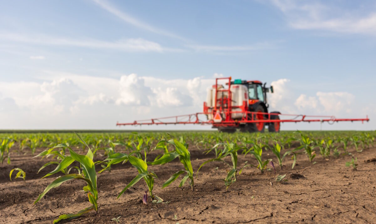 Tractor spraying pesticides on corn field with sprayer at spring