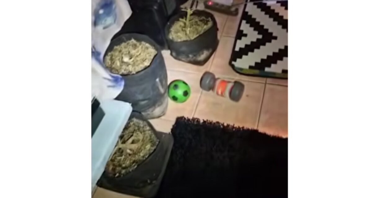 Το εργαστήριο κάνναβης στο Αιγάλεω