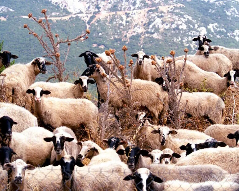 Αιγοπρόβατα