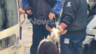 ΕΦΕΤ: «Καμία εμπλοκή» για το παράνομο μαντρί σε ταράτσα κτιρίου στους Αμπελόκηπους