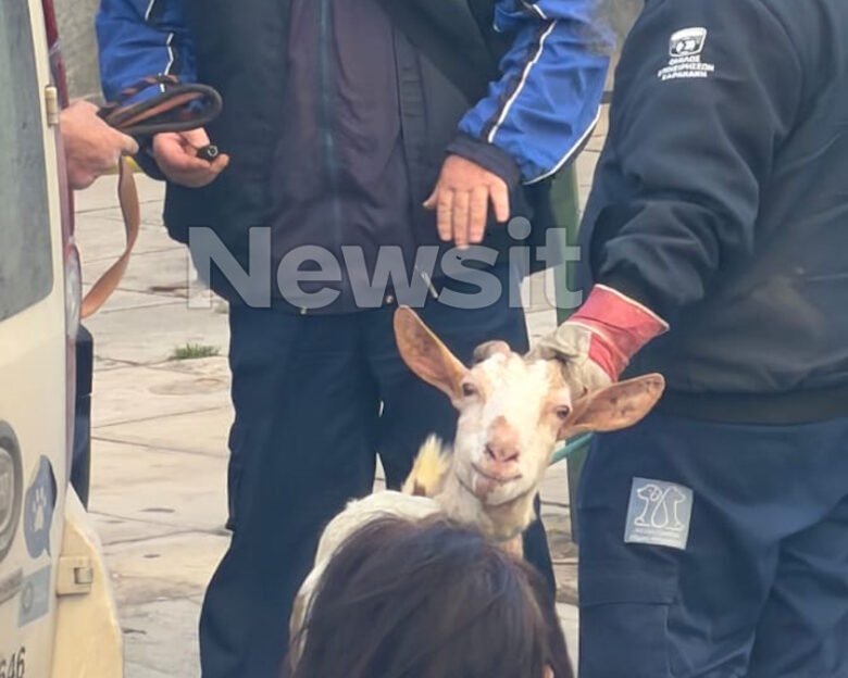 Αμπελόκηποι: Δεκάδες κοτόπουλα, πτηνά και κατσίκες εντοπίστηκαν σε διαμέρισμα έπειτα από καταγγελία για παράνομη εκτροφή