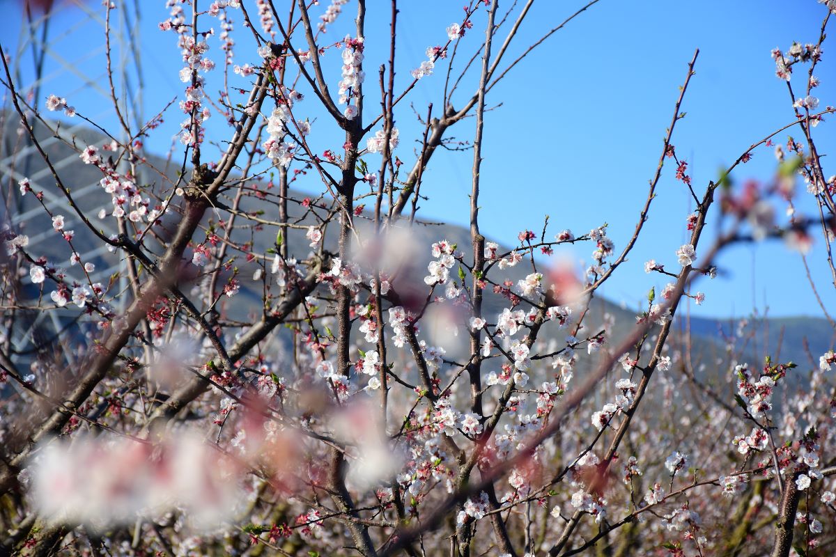 Ανοιξιάτικο στιγμιότυπο