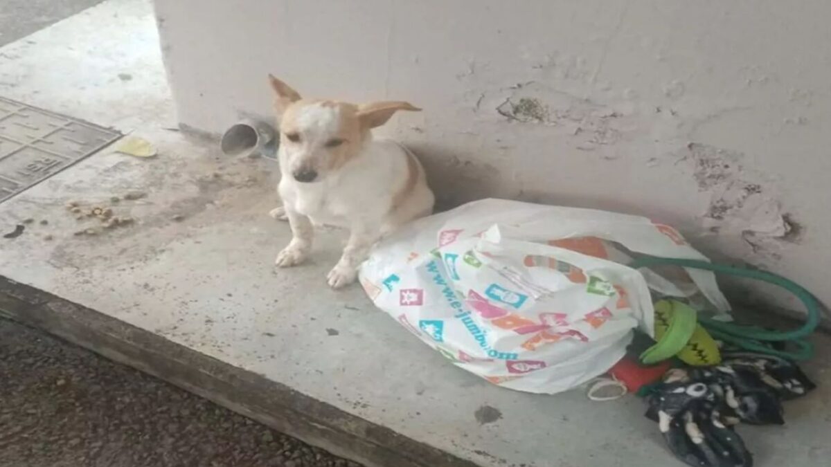 Το σκυλάκι που εγκατέλειψαν σε στάση στη Λεμεσό