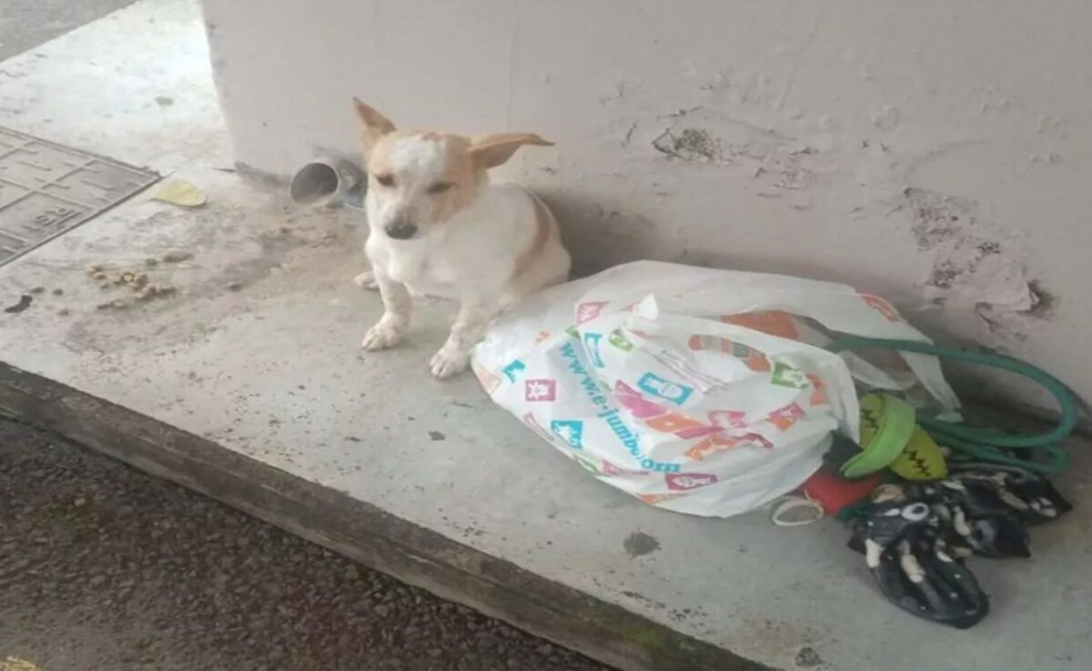 Το σκυλάκι που εγκατέλειψαν σε στάση στη Λεμεσό