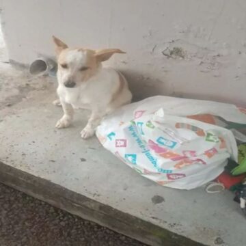 Το σκυλάκι που εγκατέλειψαν σε στάση στη Λεμεσό