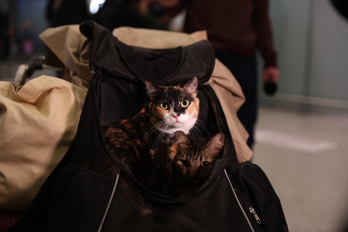 ΔΑΝΑΗ ΔΑΥΛΟΠΟΥΛΟΥ