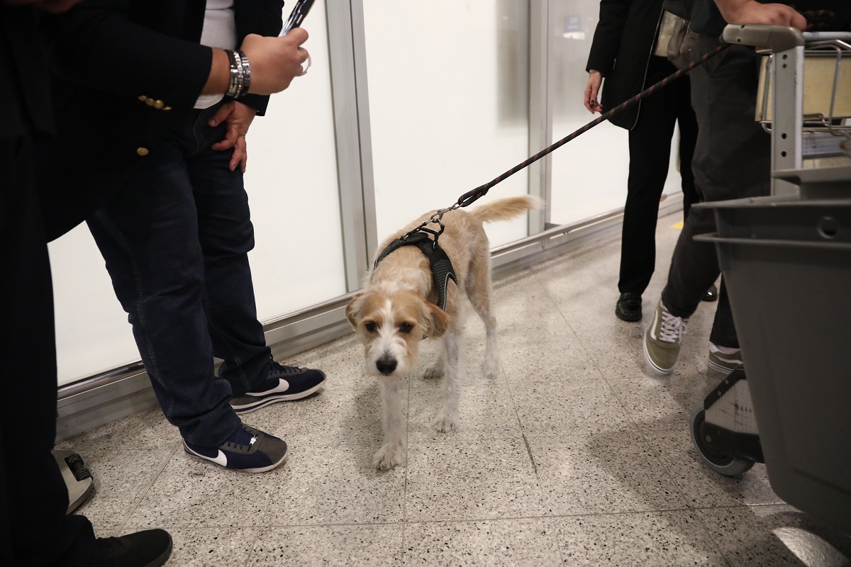 ΔΑΝΑΗ ΔΑΥΛΟΠΟΥΛΟΥ