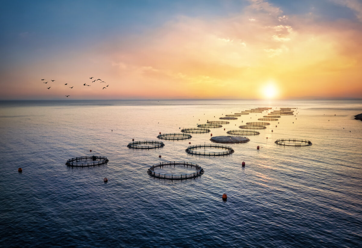 High angle aerial sunset view of a a fish farm off the coast