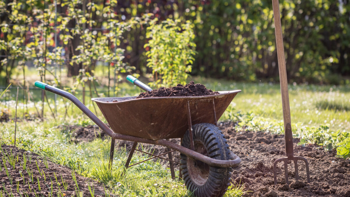 Compost in wheelbarrow and pitchfork in vegetable garden at spring. Gardening in organic farm
