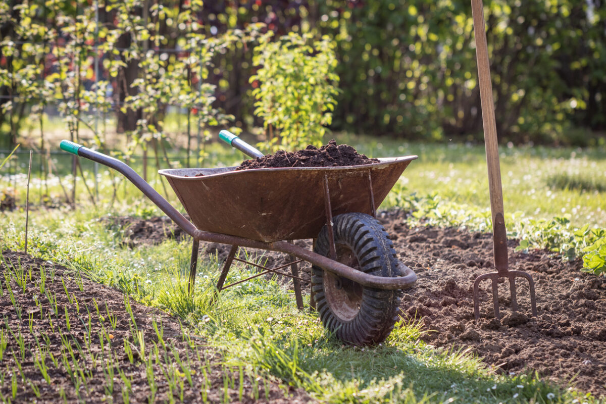 Compost in wheelbarrow and pitchfork in vegetable garden at spring. Gardening in organic farm