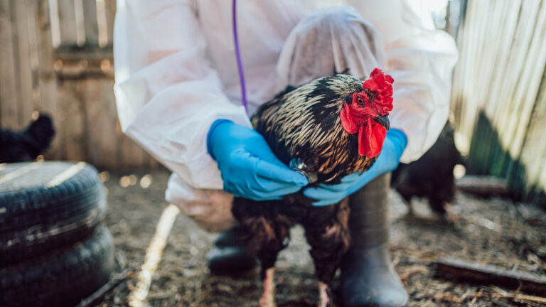 Veterinarian Examining Chicken in Farmyard. A poultry farmer in a protective suit and gloves carefully holds a rooster, ensuring the health and safety of the livestock. A stethoscope checks the breathing of poultry.